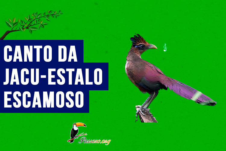 canto da Jacu-estalo-escamoso