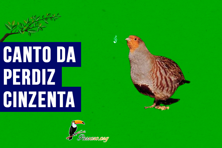 canto da Perdiz-cinzenta