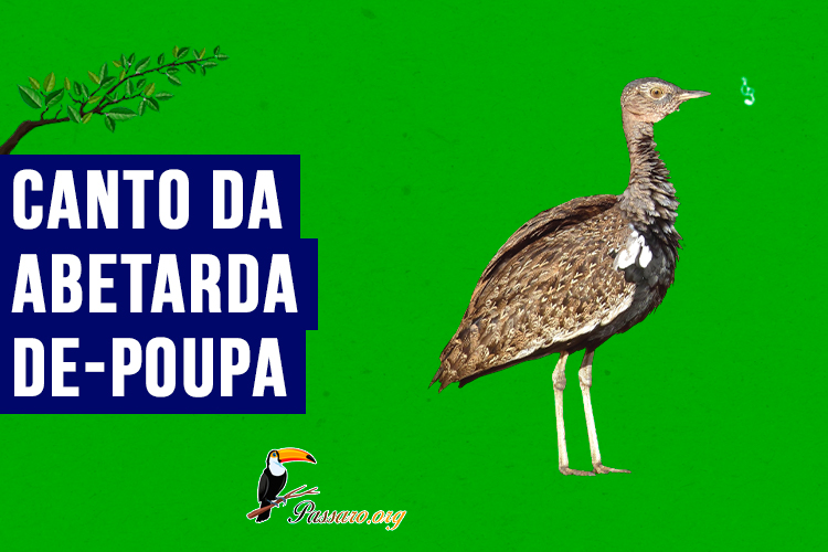 canto da abetarda-de-poupa