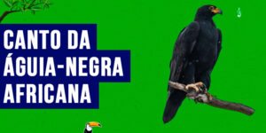 canto da aguia-negra-africana