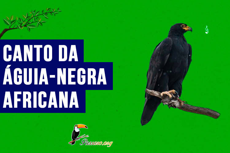 canto da aguia-negra-africana