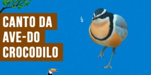 canto da ave-do-crocodilo