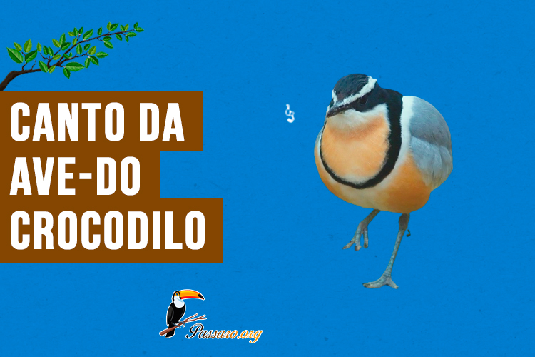 canto da ave-do-crocodilo