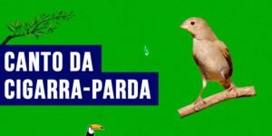 canto da cigarra-parda