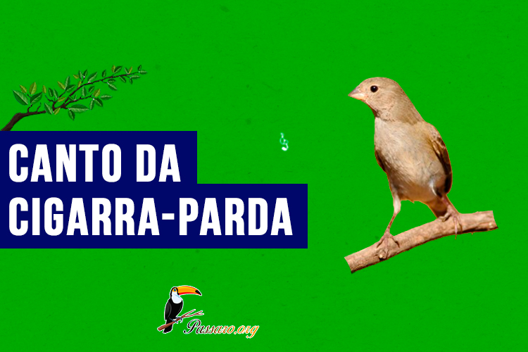 canto da cigarra-parda