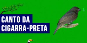 canto da cigarra-preta