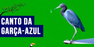 canto da garca-azul