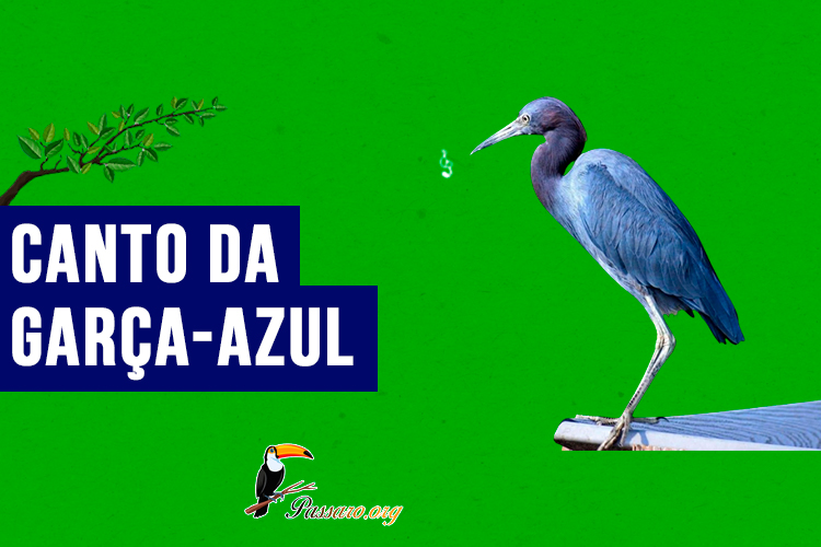 canto da garca-azul