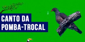 canto da pomba-trocal