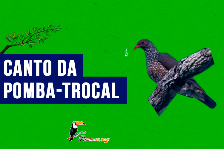 canto da pomba-trocal