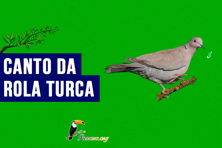 canto da rola turca