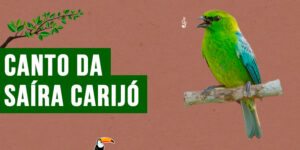 canto da saira carijo