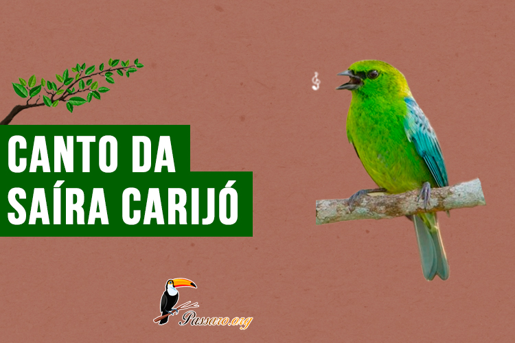 canto da saira carijo