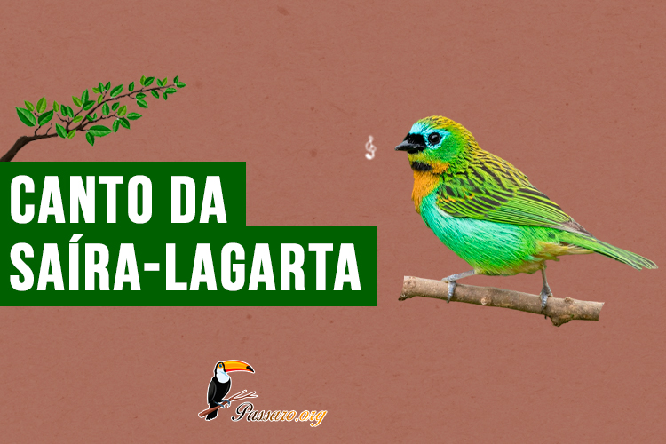 canto da saíra-lagarta