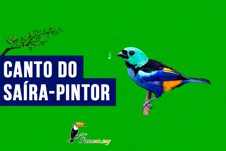 canto da saíra-pintor