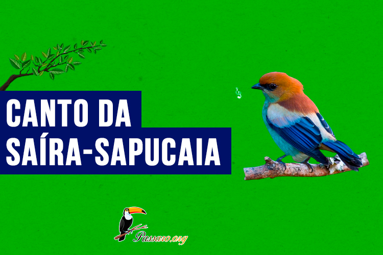 canto da saíra-sapucaia