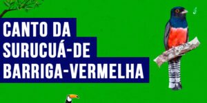 canto da surucua-de-barriga-vermelha