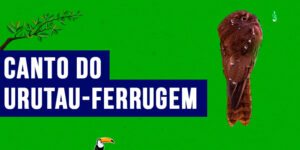 canto do Urutau-ferrugem