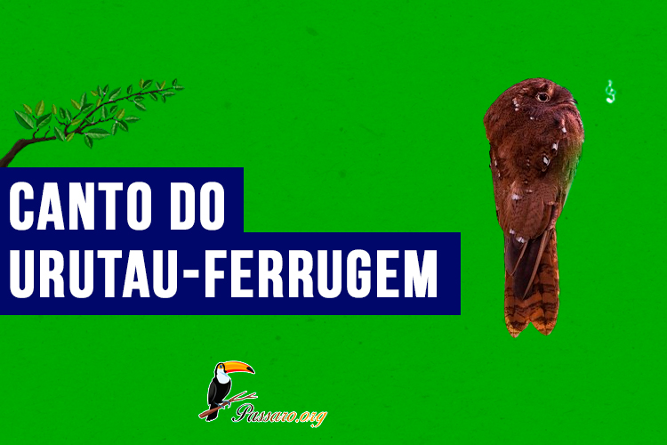 canto do Urutau-ferrugem