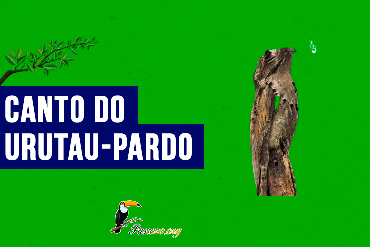 canto do Urutau-pardo