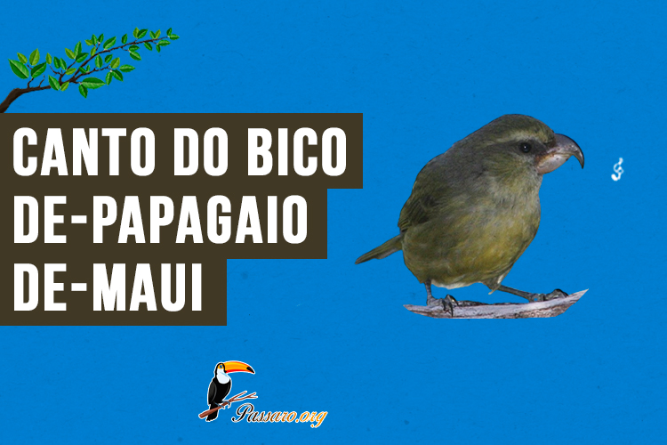 canto do bico-de-papagaio-de-maui