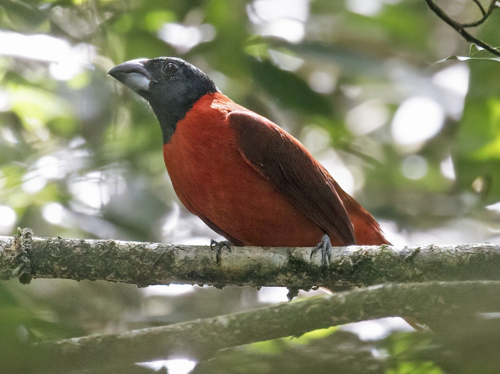 canto do bicudo-encarnado