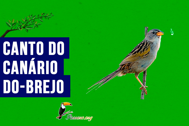 canto do canario-do-brejo