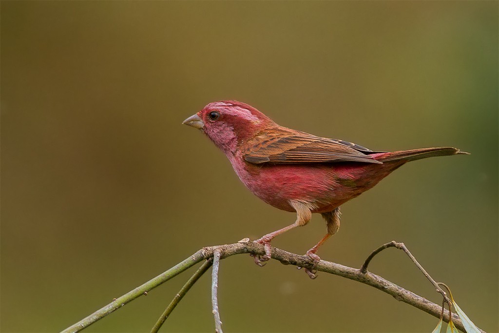 canto do carpodaco de olhos rosados