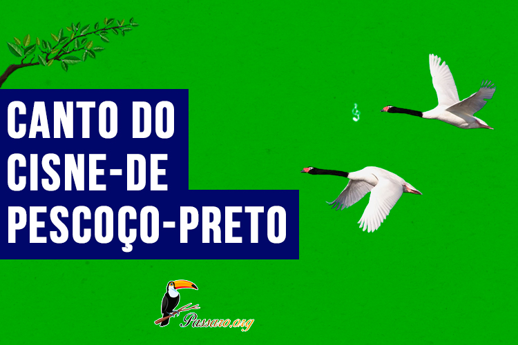 canto do cisne-de-pescoco-preto