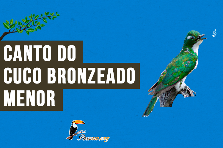 canto do cuco-bronzeado-menor