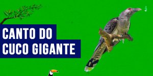 canto do cuco gigante