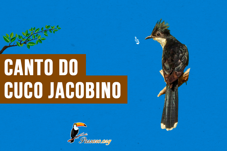 canto do cuco jacobino 