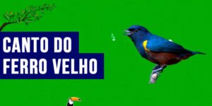 canto do ferro velho