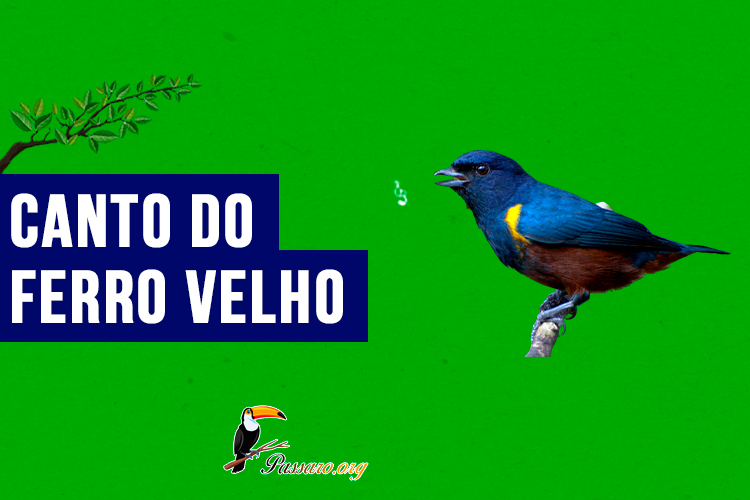 canto do ferro velho