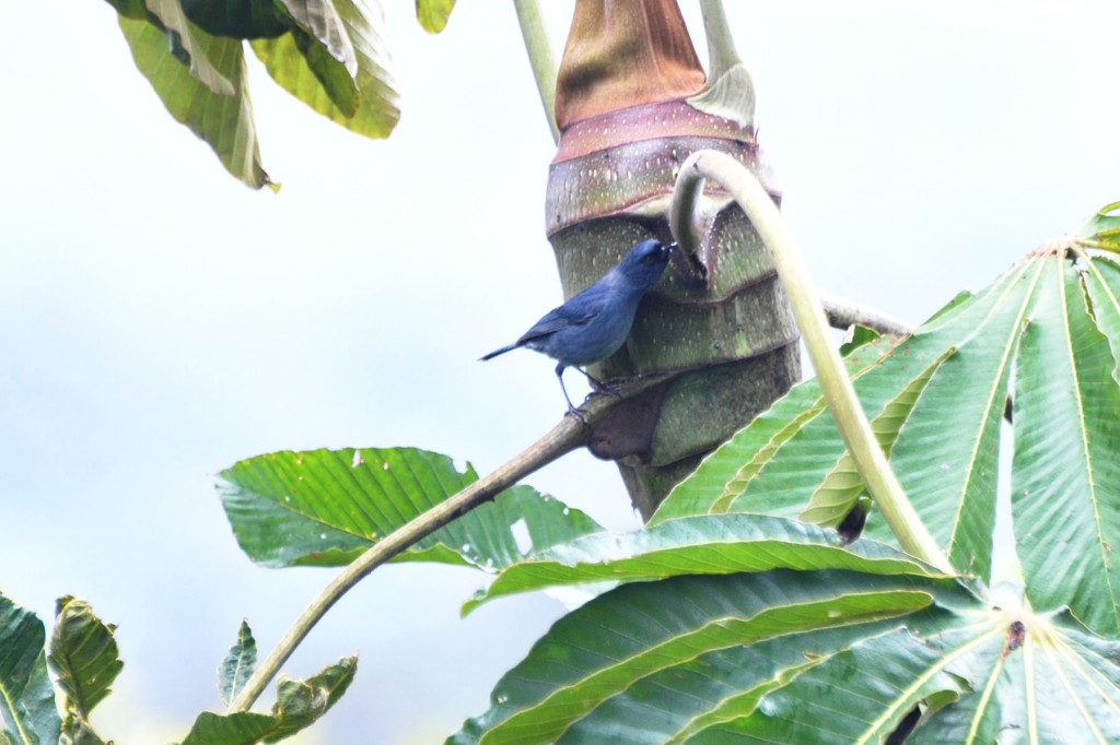 canto do fura-flor-azulado