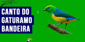 canto do gaturamo-bandeira