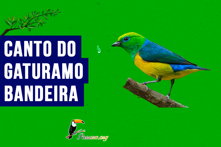 canto do gaturamo-bandeira