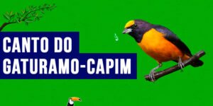 canto do gaturamo-capim