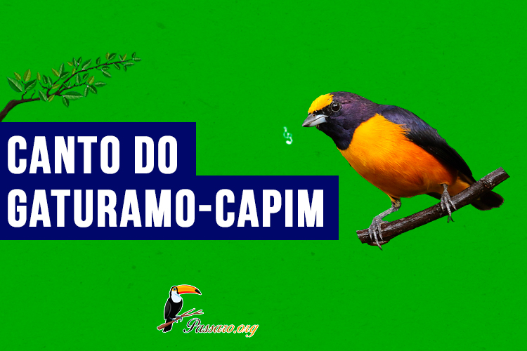 canto do gaturamo-capim