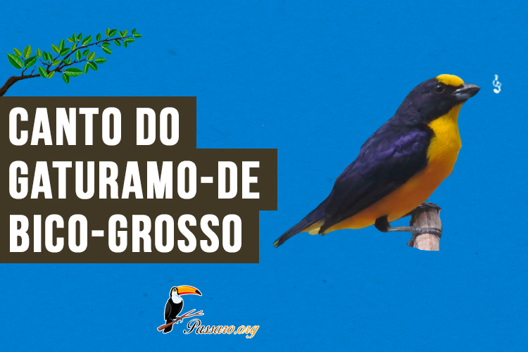 canto do gaturamo-de-bico-grosso