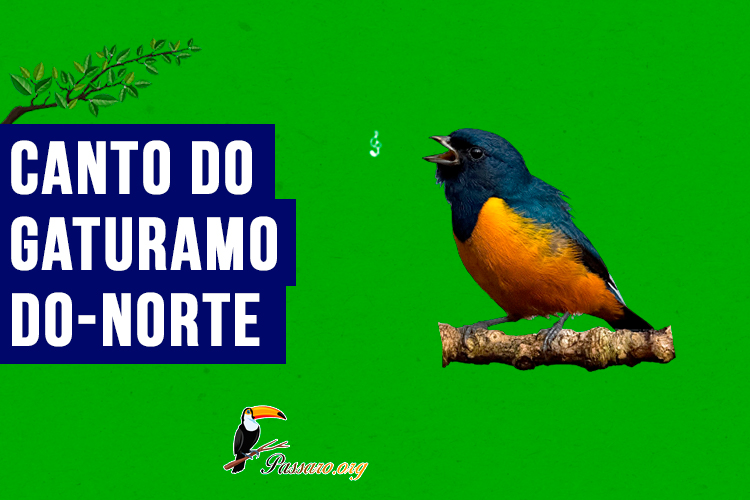 canto do gaturamo-do-norte