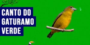 canto do gaturamo-verde