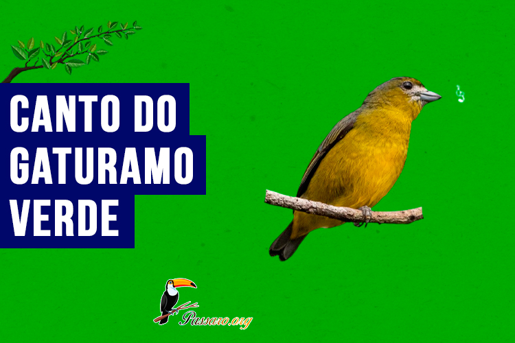 canto do gaturamo-verde