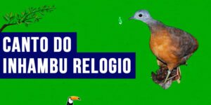 canto do inhambu relogio