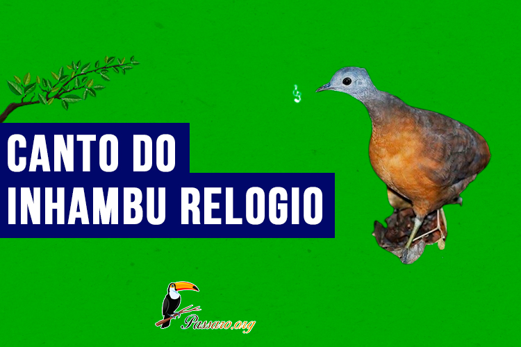 canto do inhambu relogio