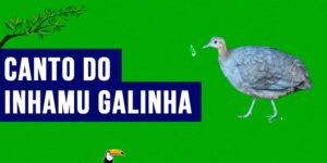 canto do inhamu galinha