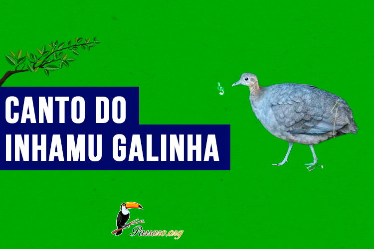 canto do inhamu galinha