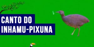 canto do inhamu-pixuna