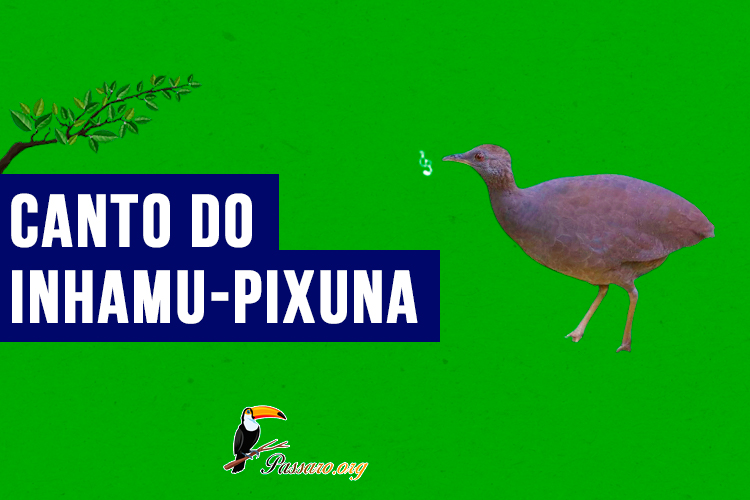 canto do inhamu-pixuna