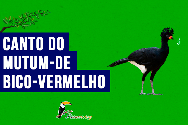 canto do mutum-de-bico-vermelho